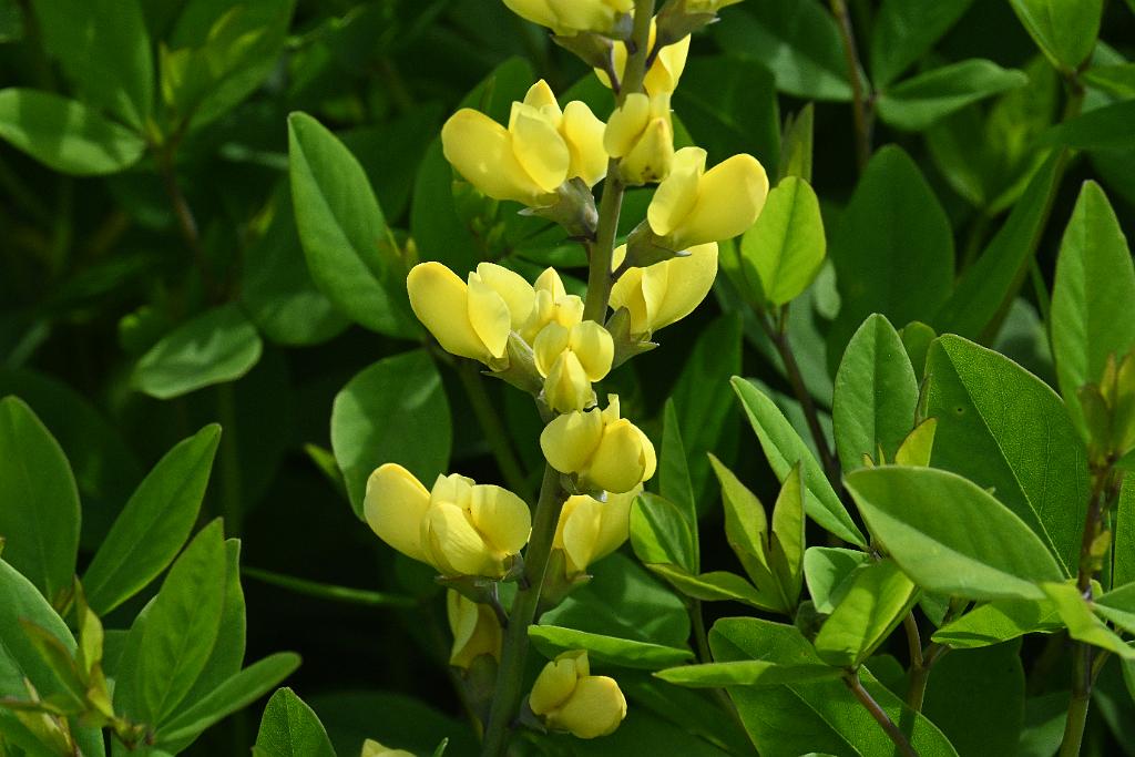 3035-05268669 Tower Hill Botanic Garden, MA.JPG - Yellow Wild Indigo (Baptisia sphaerocarpa). New England Botanic Garden at Tower Hill, MA, 5-26-2025